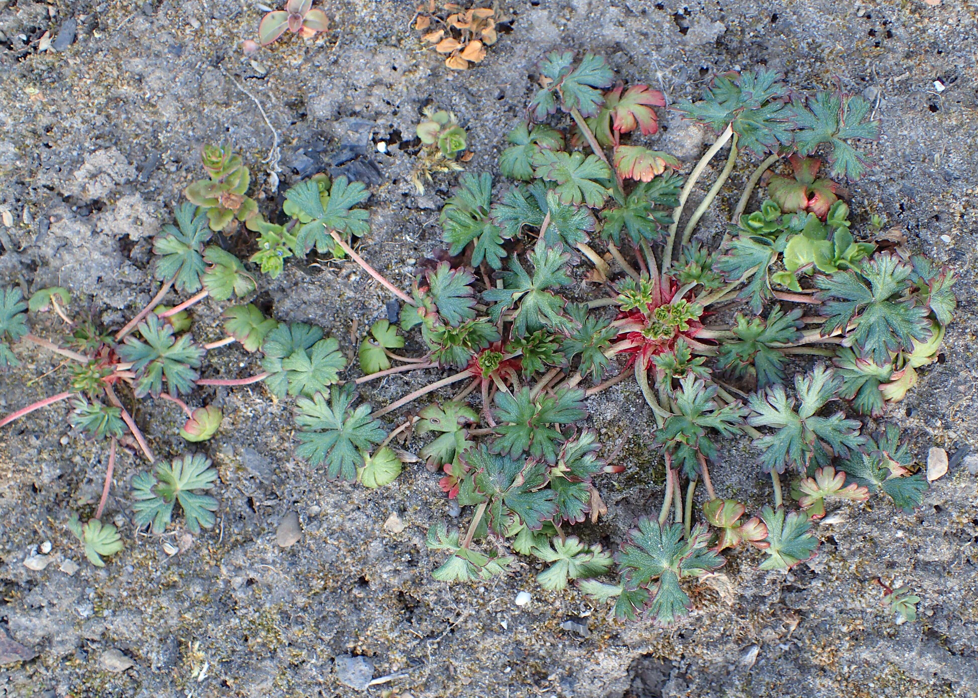 Imagem de Geranium columbinum L.