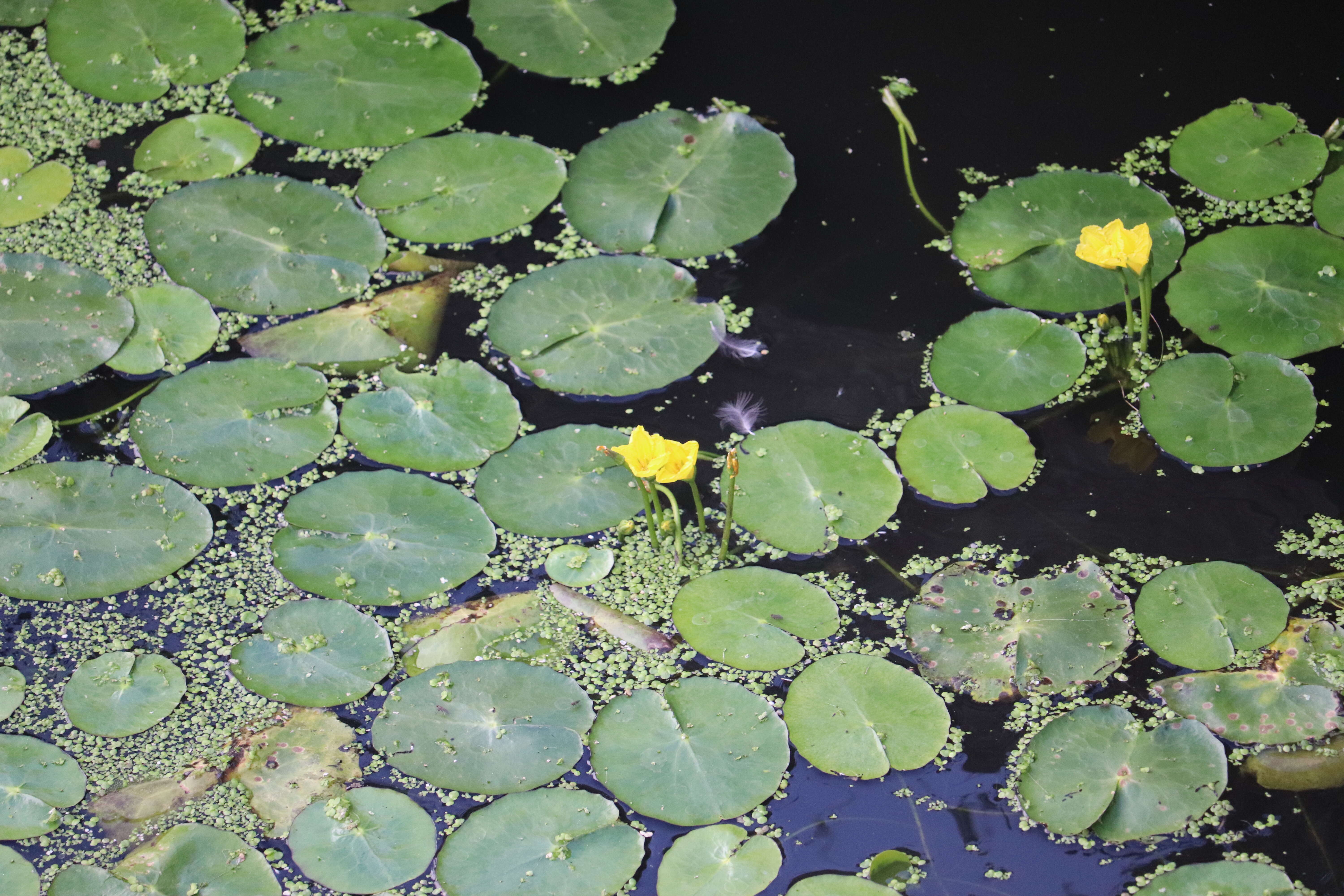 Image of yellow floatingheart