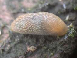 Image of hedgehog slug