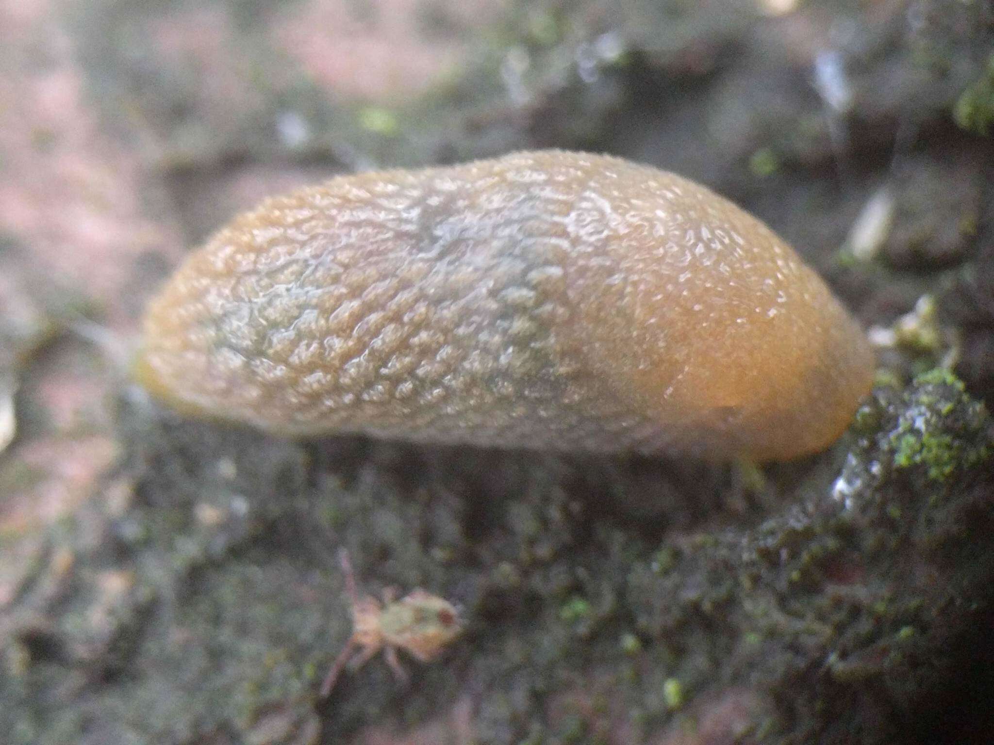 Image of hedgehog slug