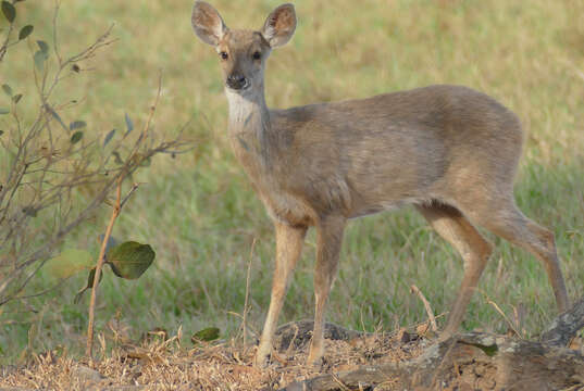 Imagem de Mazama gouazoubira (G. Fischer)