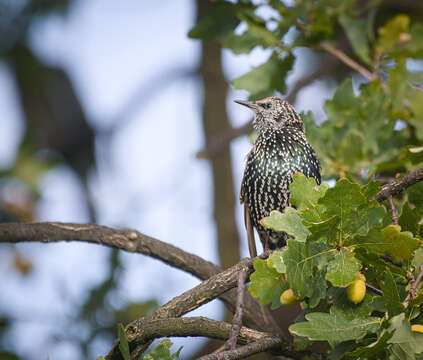 Image of Sturnus Linnaeus 1758