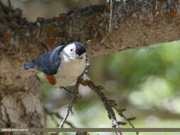 Слика од Sitta leucopsis Gould 1850