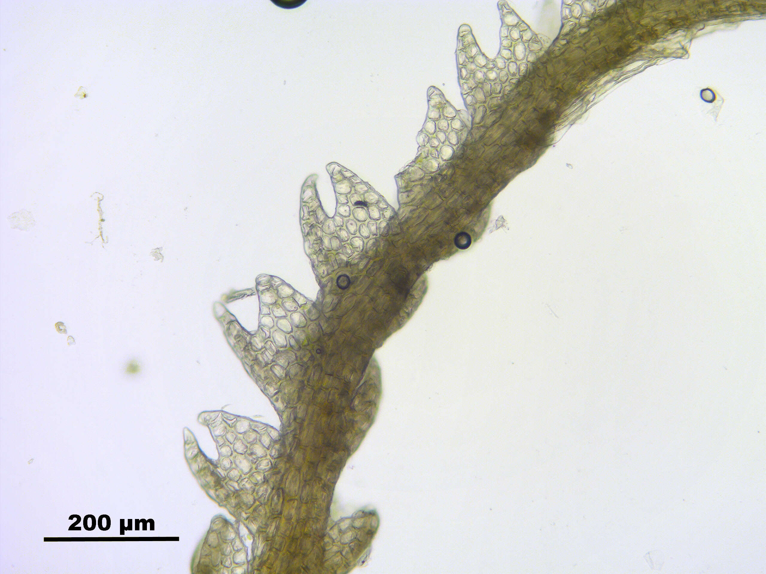 Image of Fuscocephaloziopsis catenulata (Huebener) Vána & L. Söderstr.