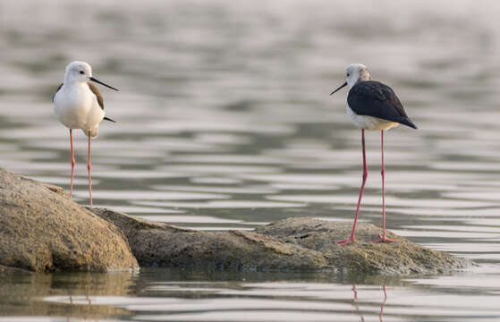 Image of Black-winged Stilt