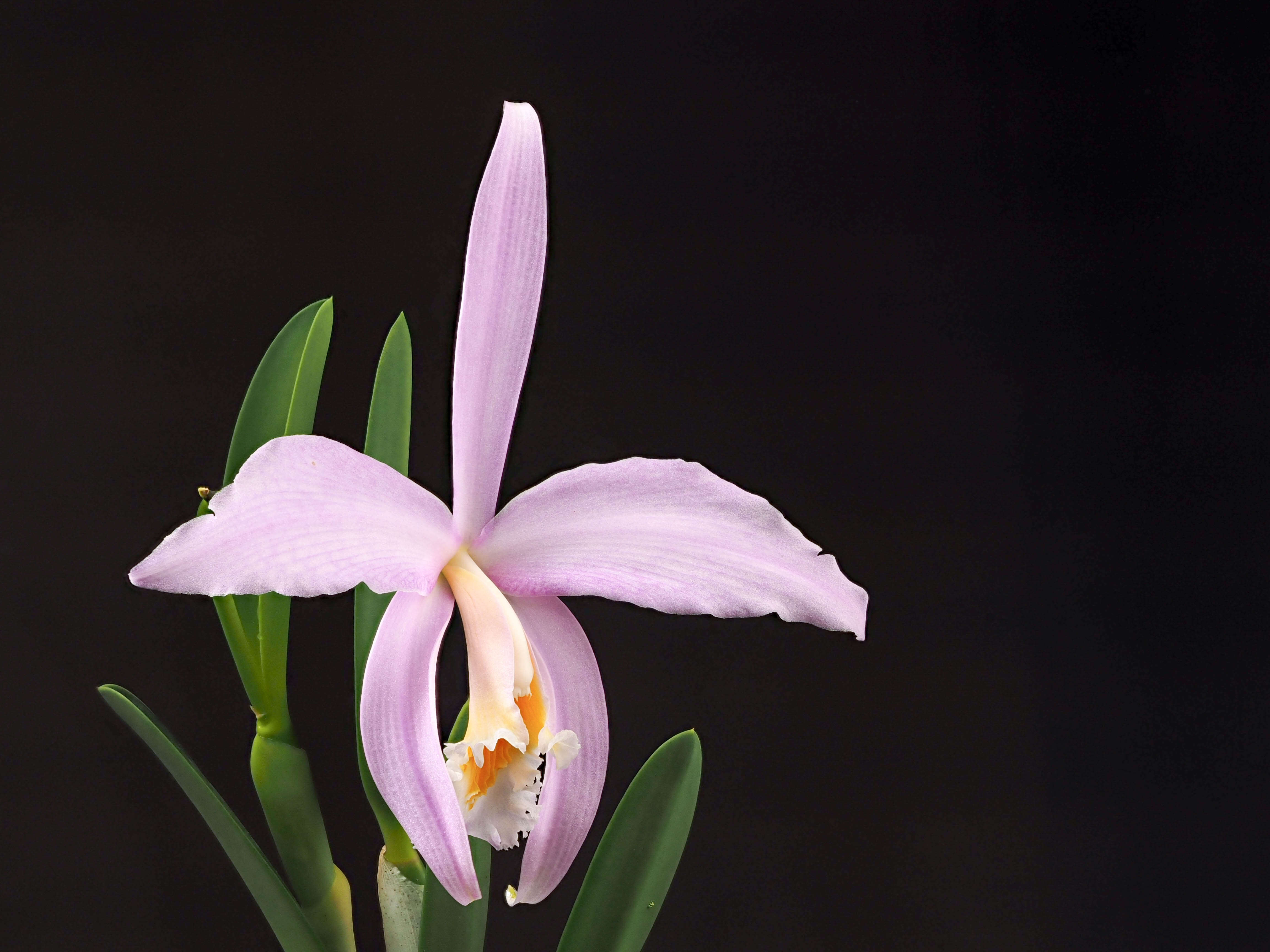 Image of Jonghe's Cattleya