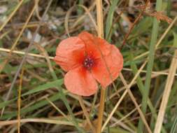 Image of Long-headed Poppy