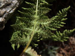 Image of Rocky Mountain woodsia