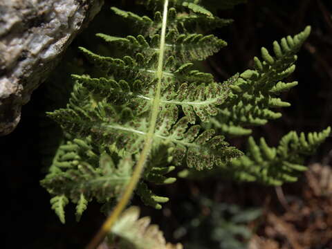 Image of Rocky Mountain woodsia