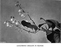 Image of salal