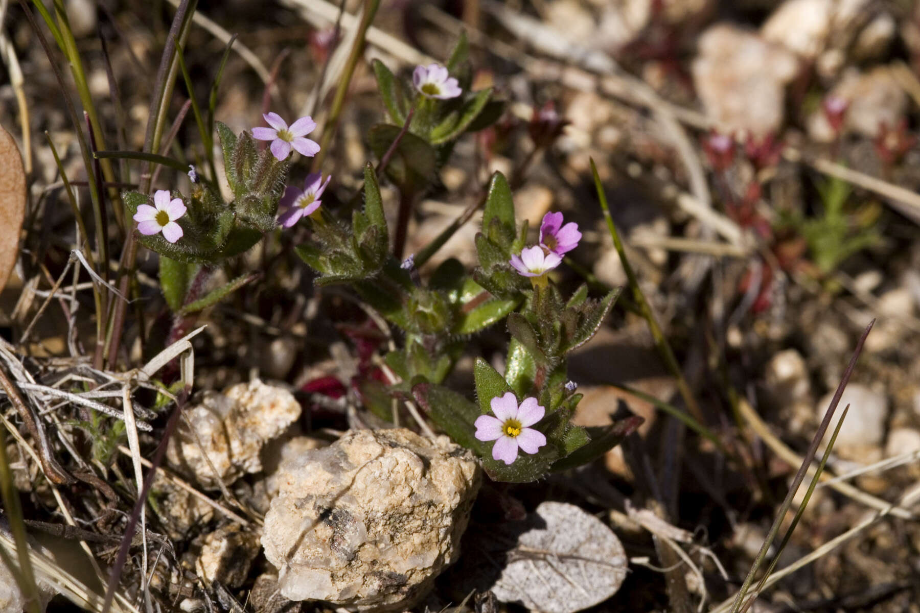 Imagem de Phlox gracilis (Douglas ex Hook.) Greene