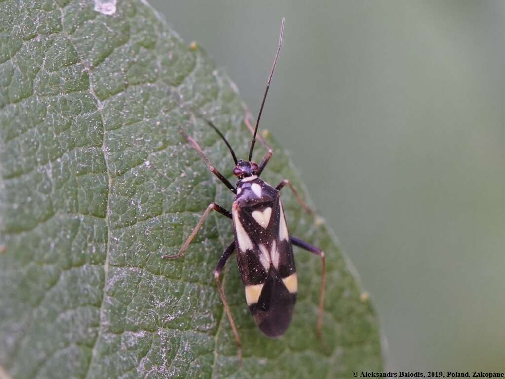 Image of Grypocoris stysi (Wagner 1968)