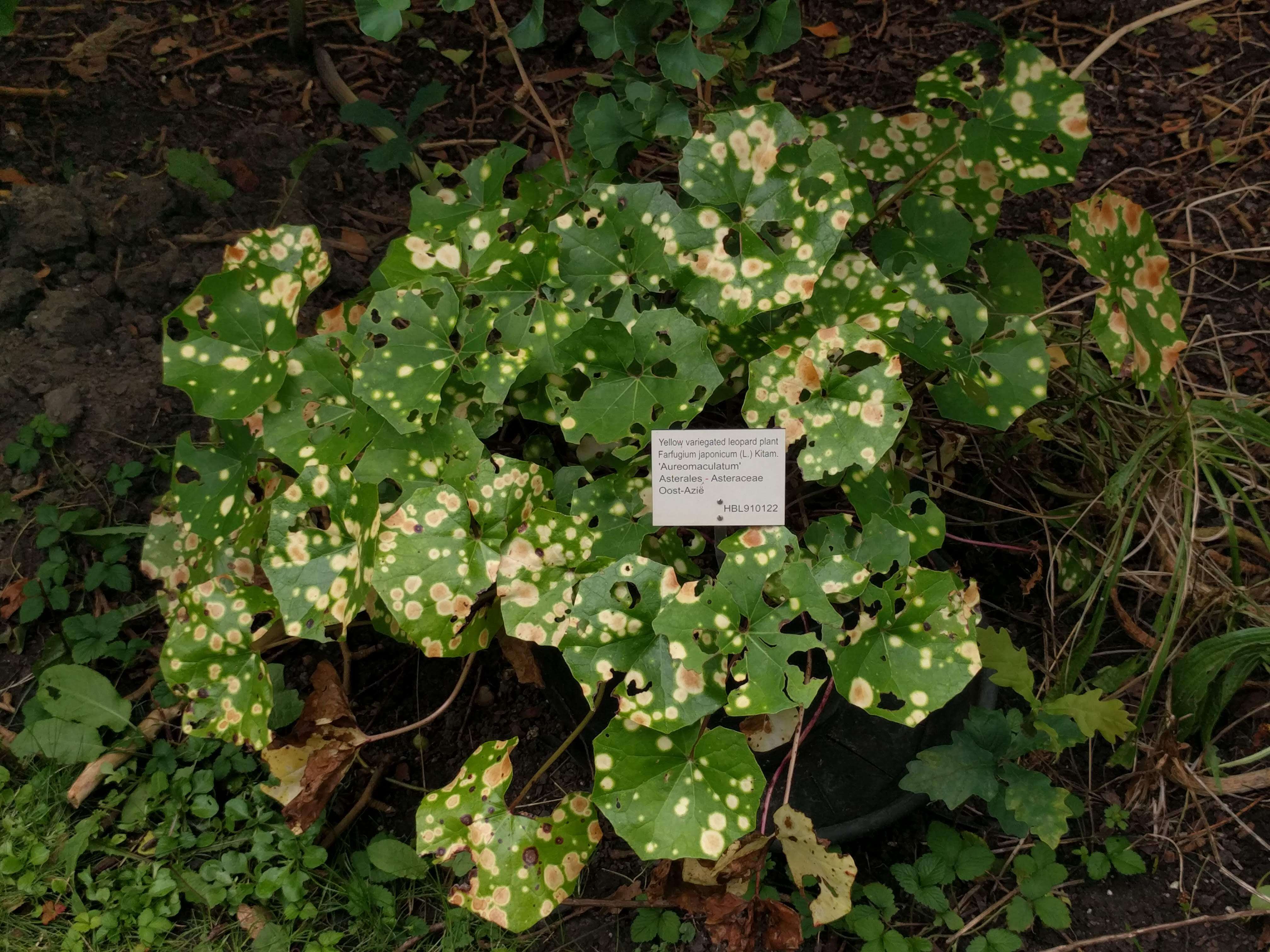 山菊的圖片