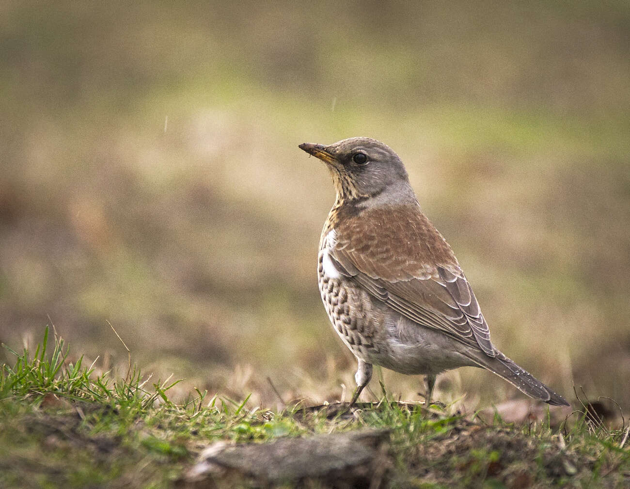 Image of Fieldfare