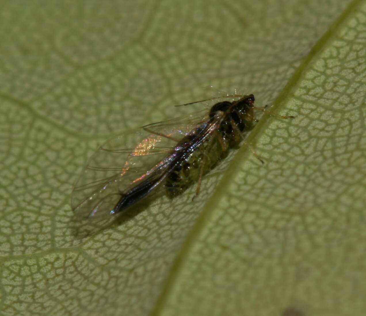 Image of maple aphid