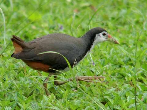 Image of White-breasted Waterhen