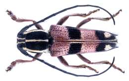 Image of Glenea gabonica (Thomson 1858)