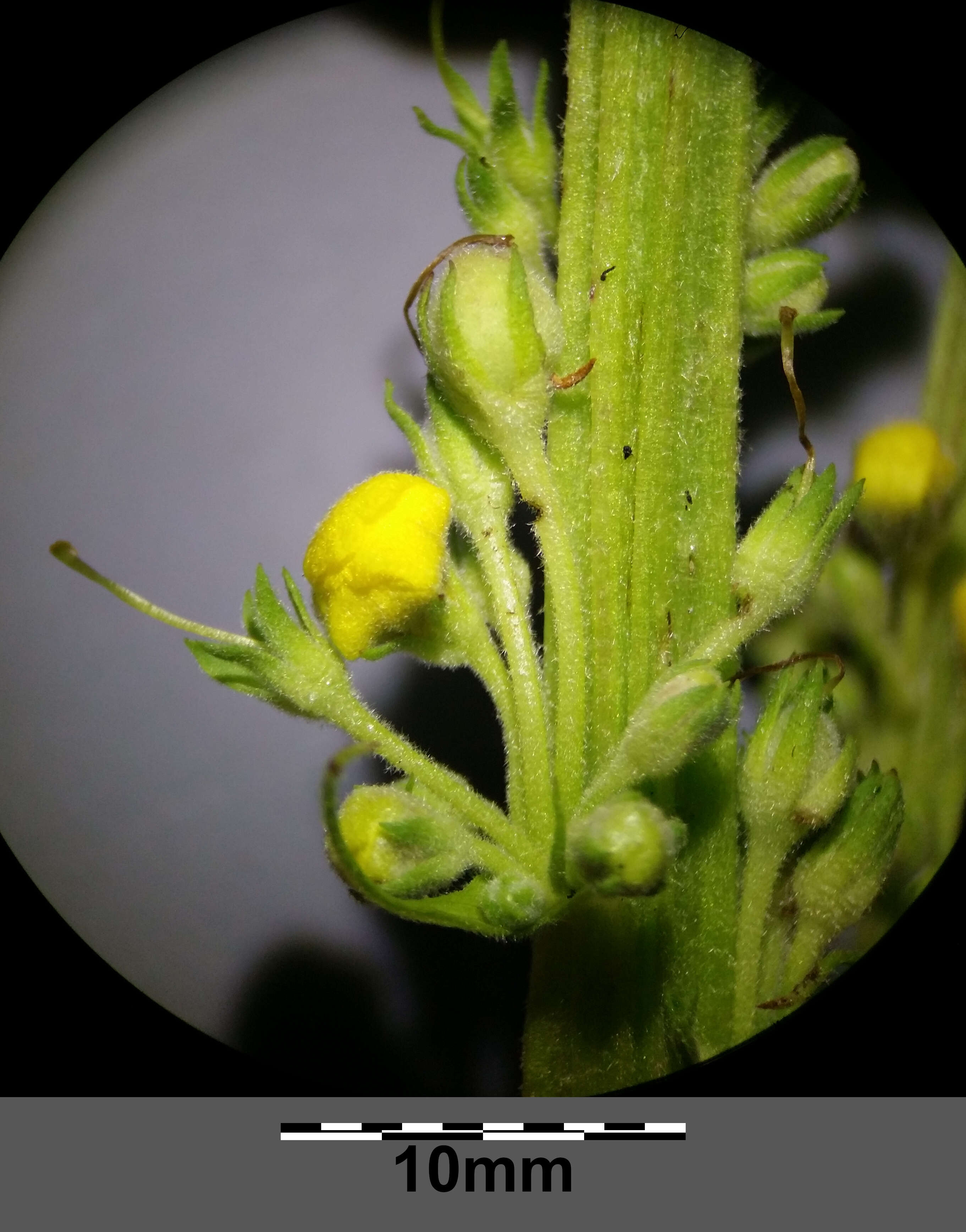 Verbascum nigrum L. resmi