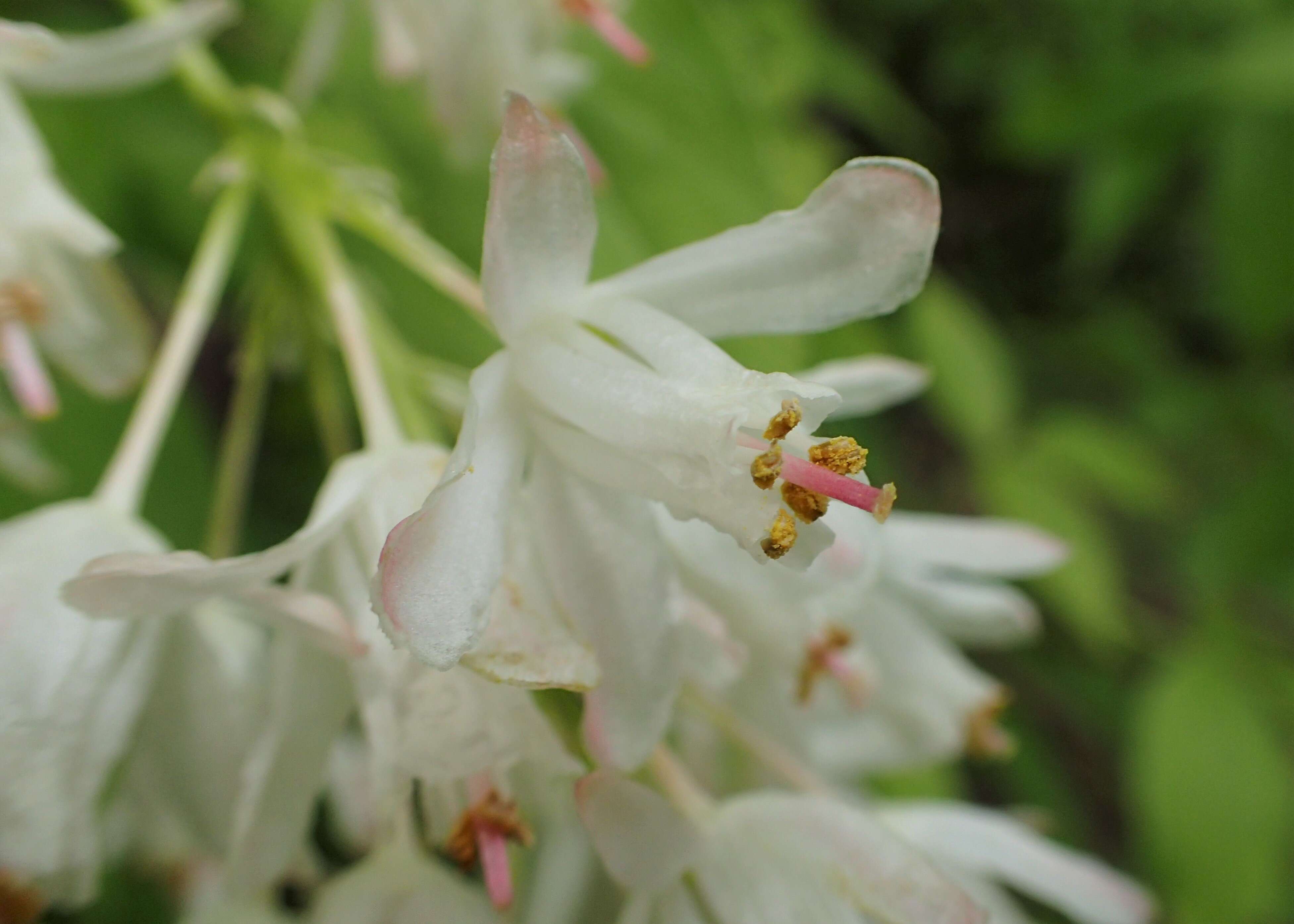 Image of Staphylea colchica Stev.