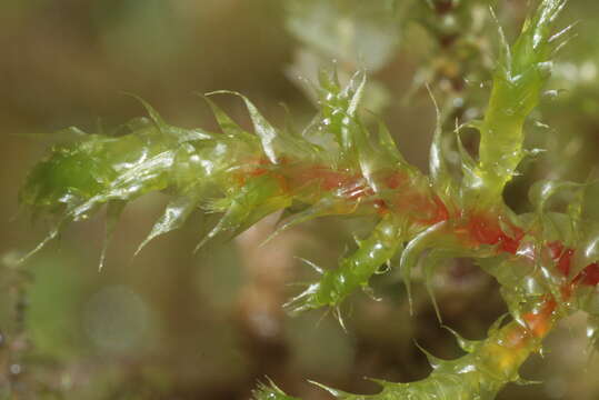 Image of square goose neck moss