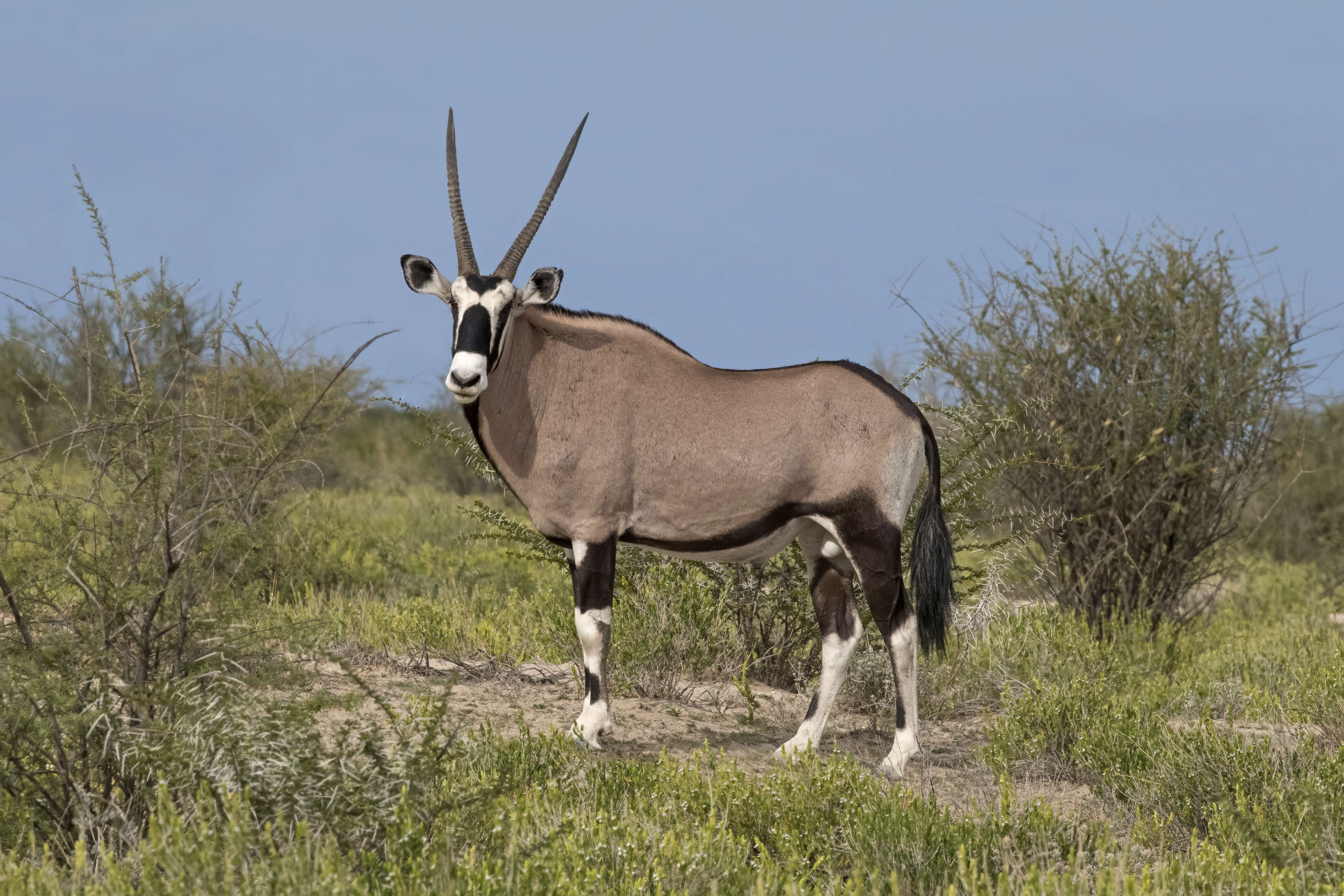 Image of Gemsbok