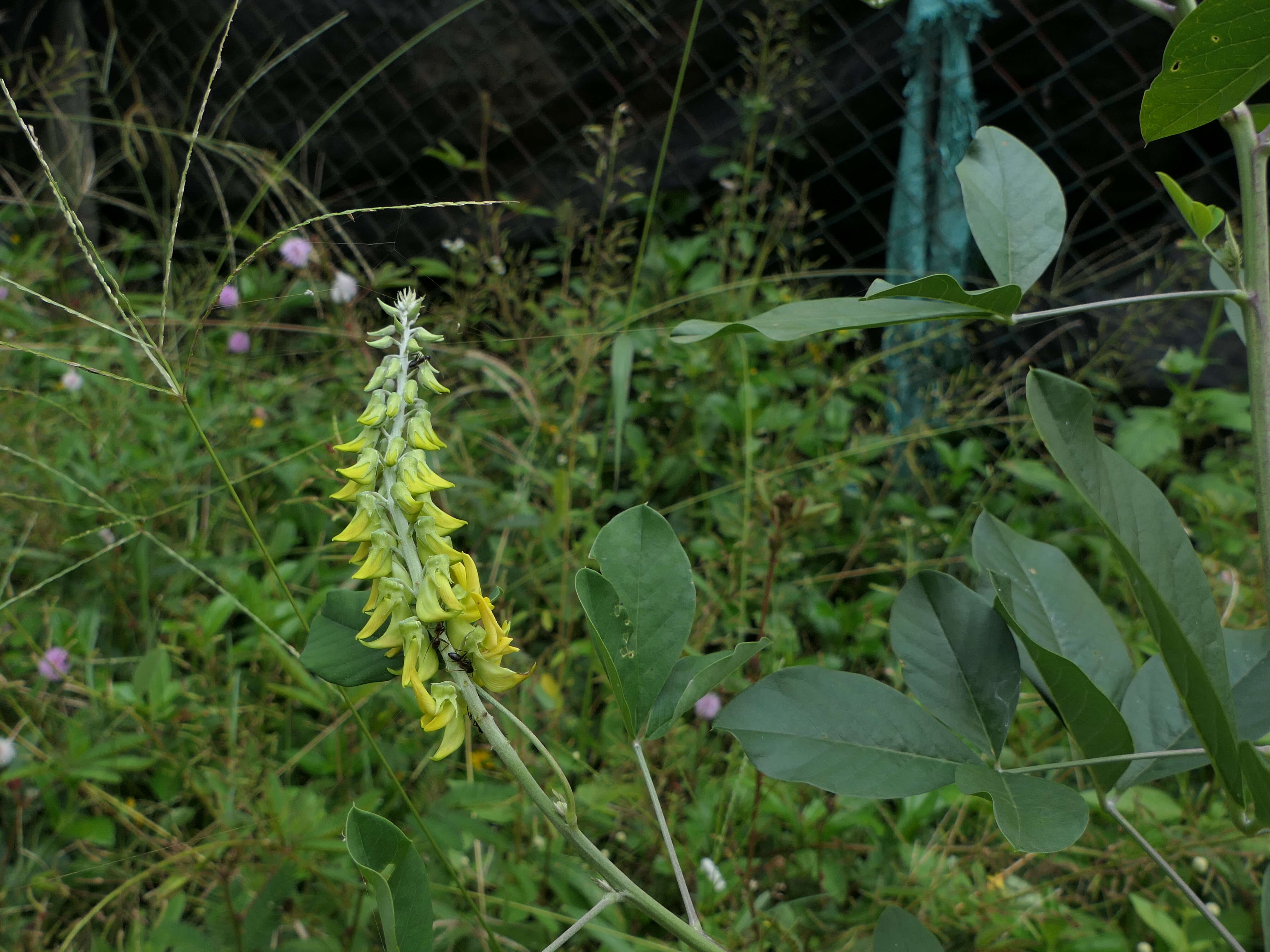 Image of smooth rattlebox