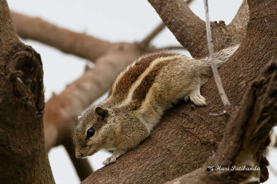 Image of Indian palm squirrel