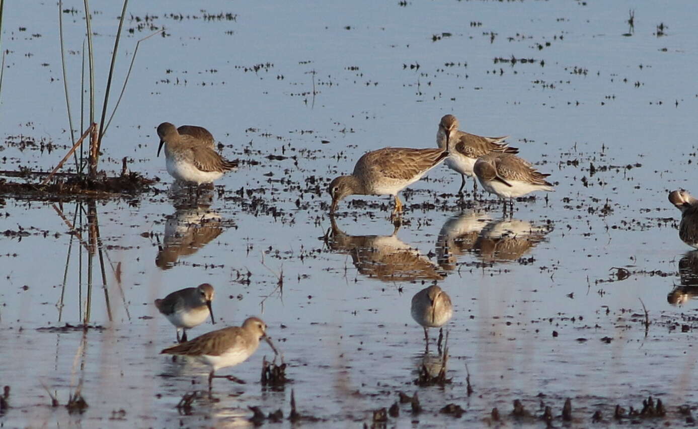 Image of Short-billed Dowitcher