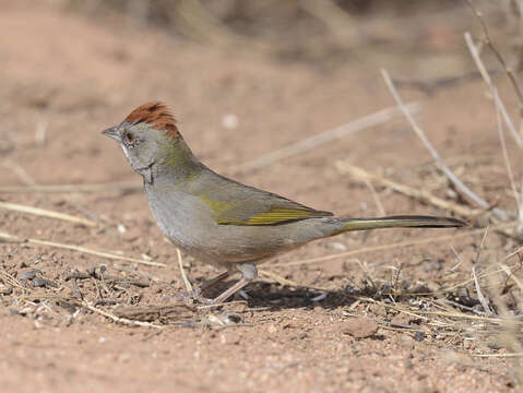 Слика од Pipilo chlorurus (Audubon 1839)