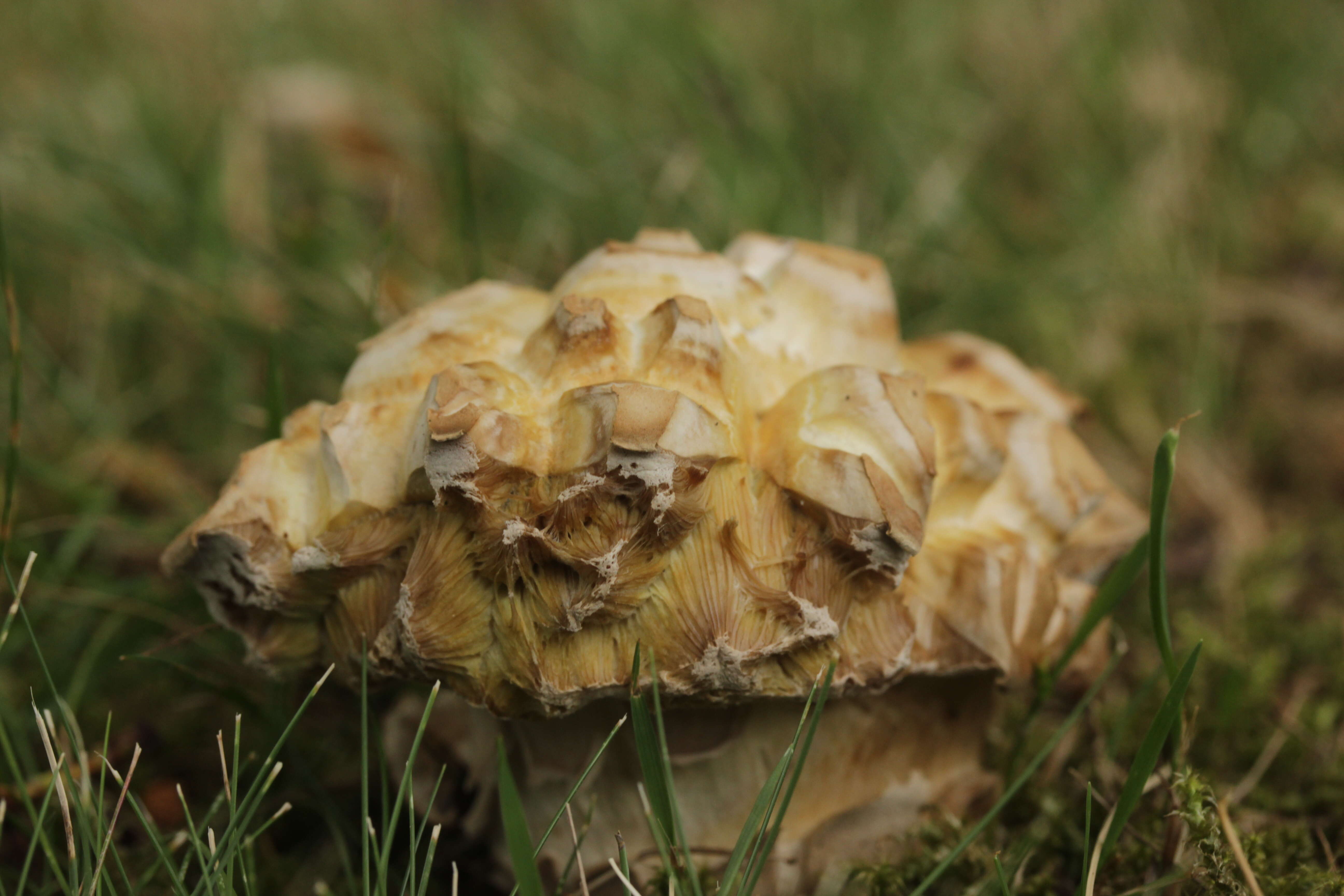 Imagem de Boletus reticulatus Schaeff. 1774