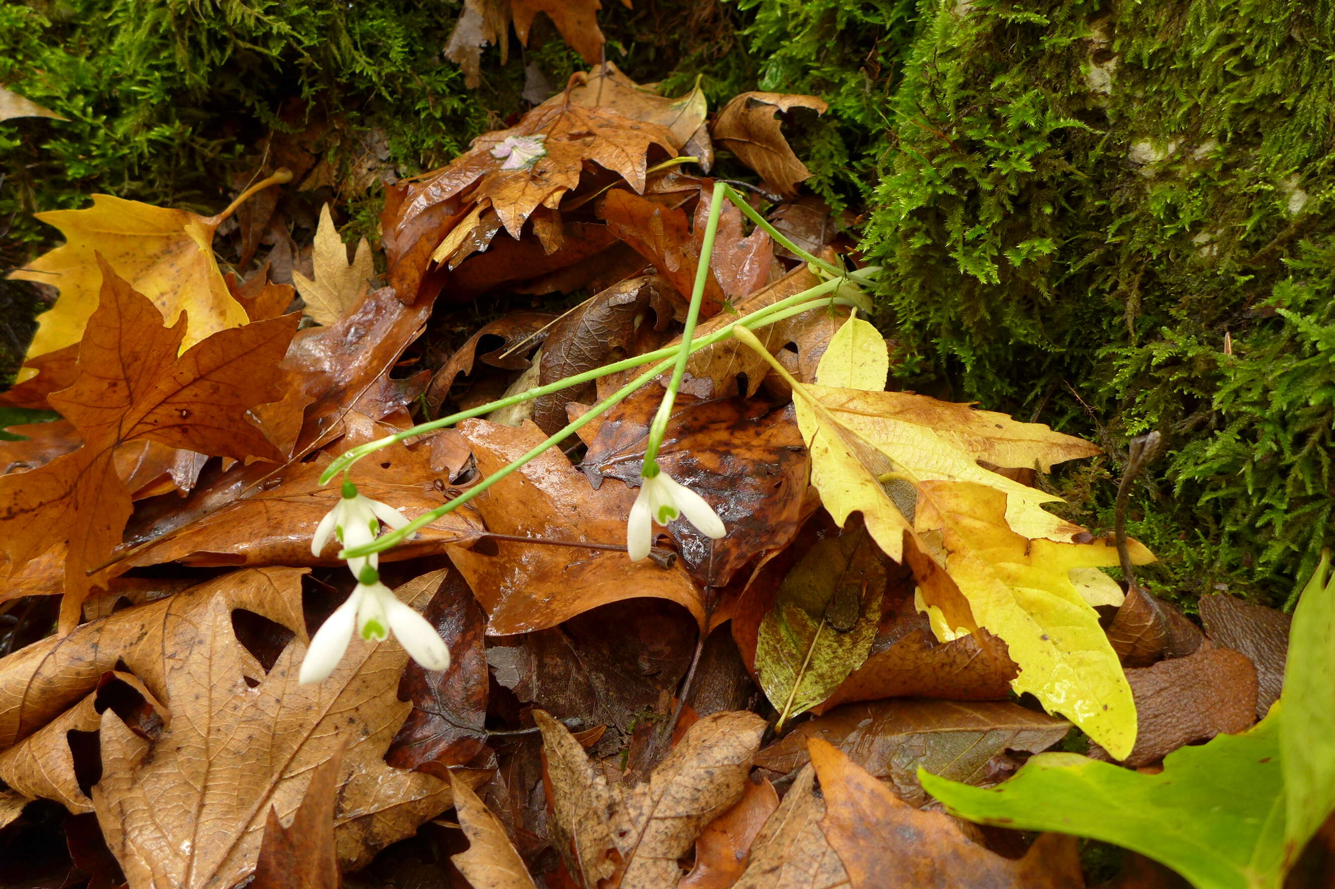 Image of Queen Olga's Snowdrop