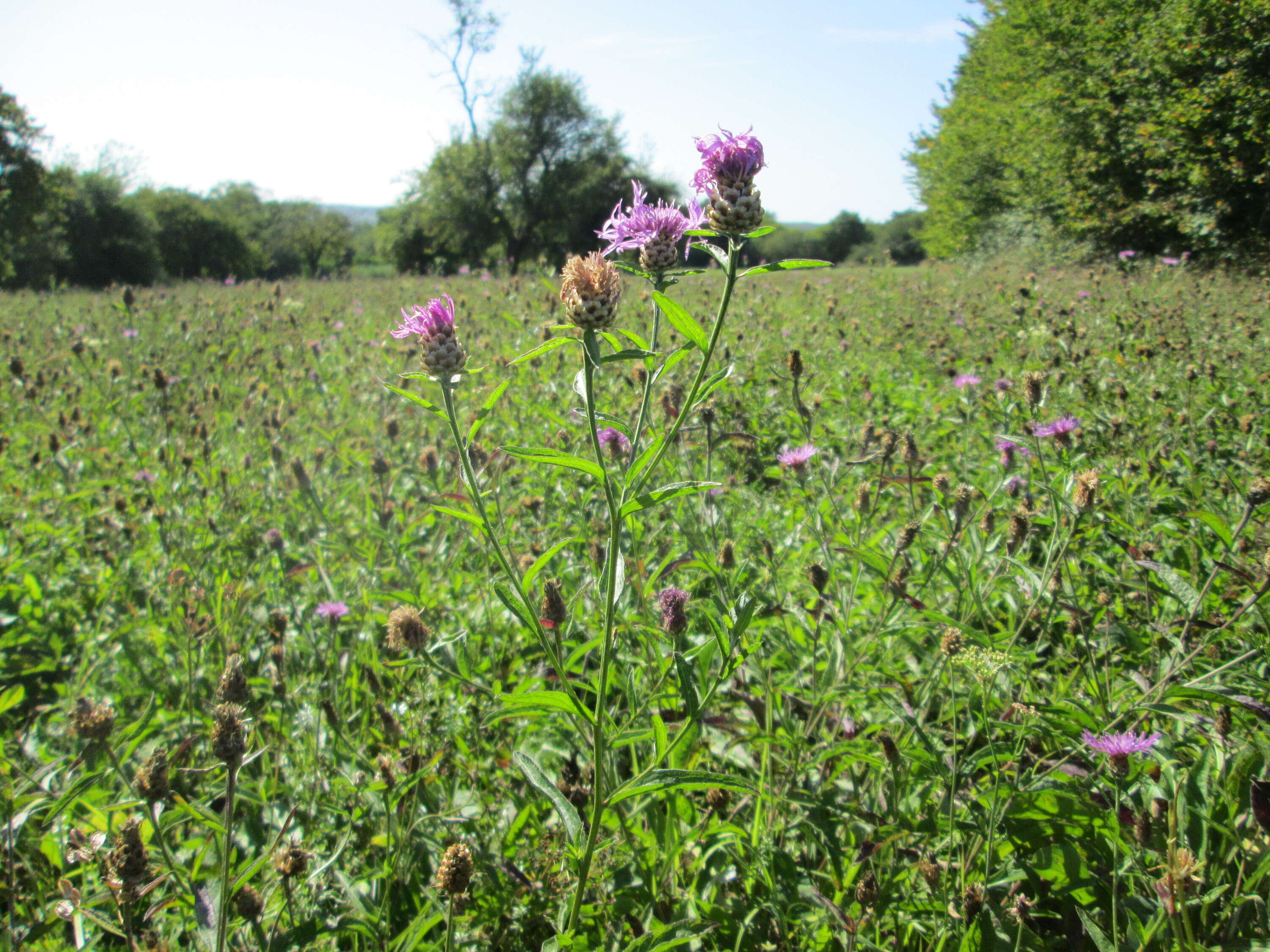 Image of brown knapweed