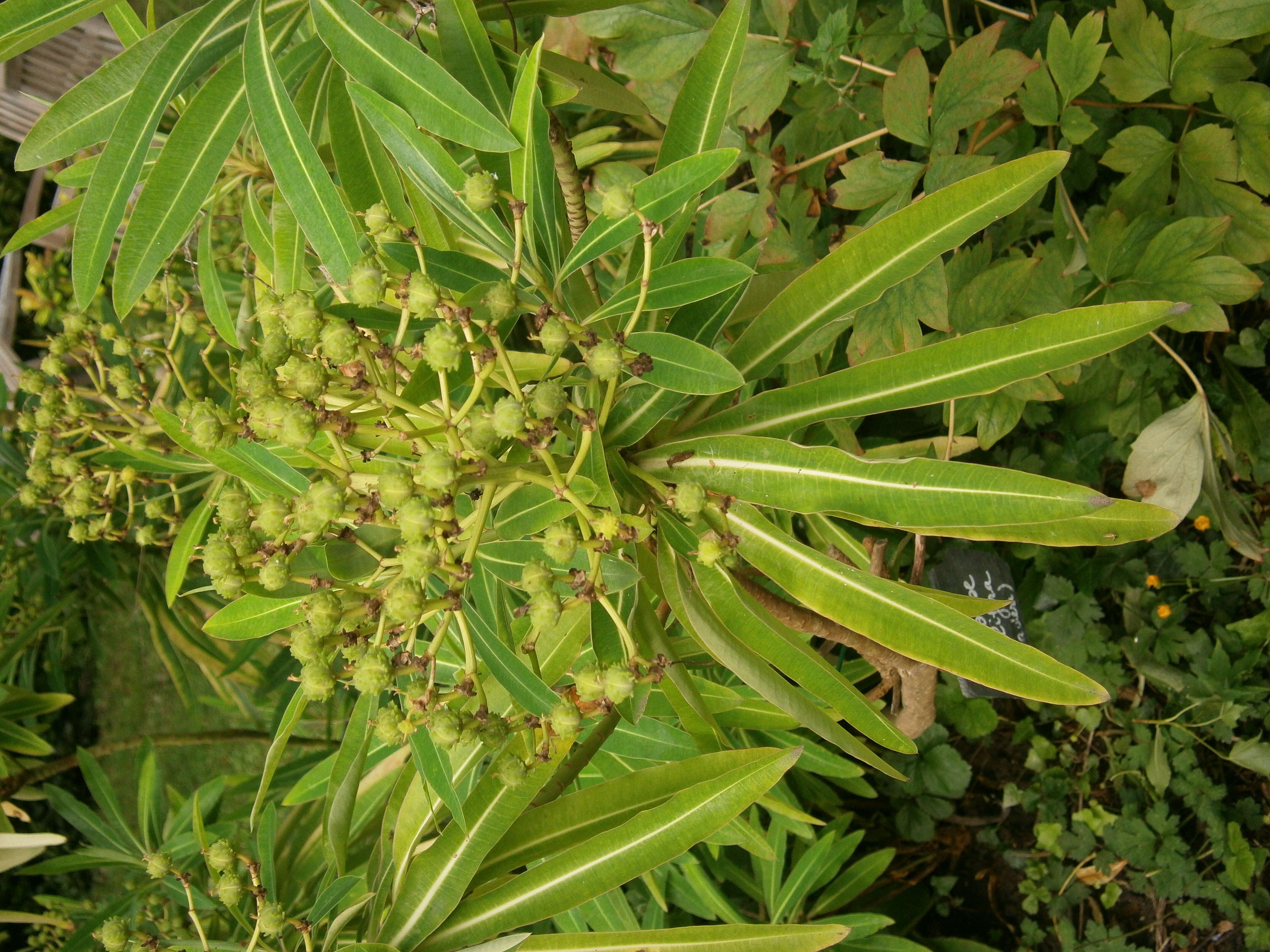 Image of Canary Spurge