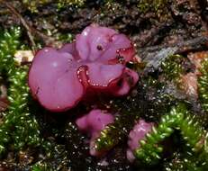 Image of Ascocoryne sarcoides (Jacq.) J. W. Groves & D. E. Wilson 1967