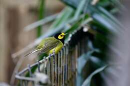 Image of Hooded Warbler