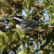 Image of Black-throated Grey Warbler