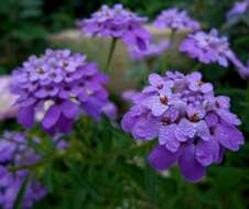 Imagem de Iberis umbellata L.