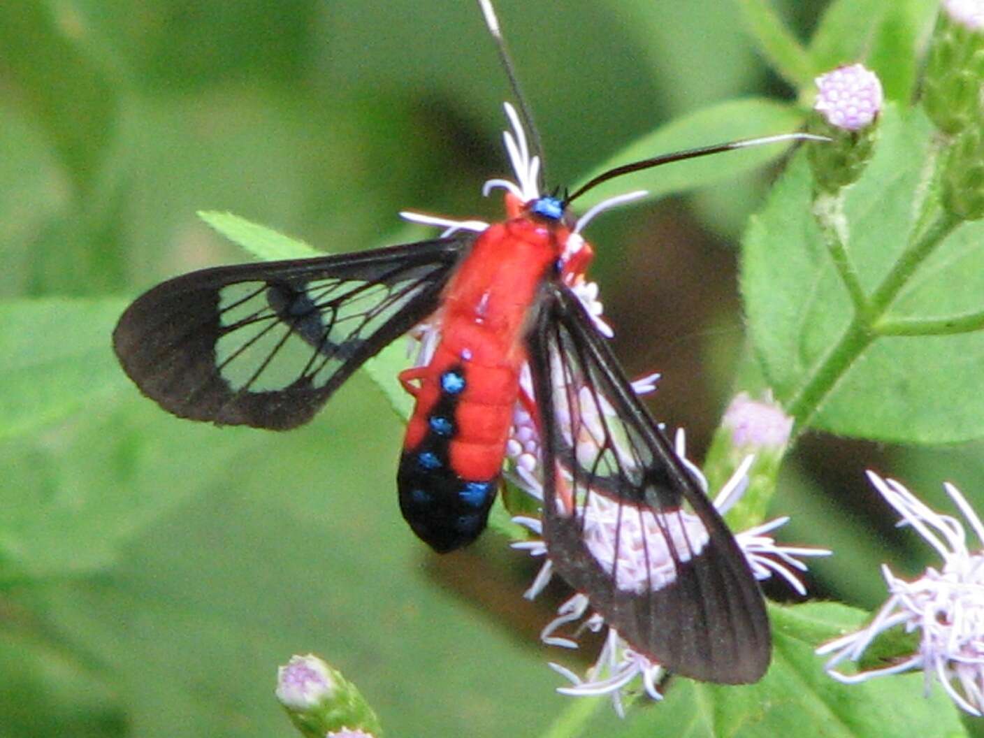 Image of Scarlet-Bodied Wasp Moth