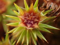 Image of juniper polytrichum moss