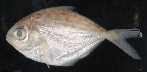 Image of American butterfish