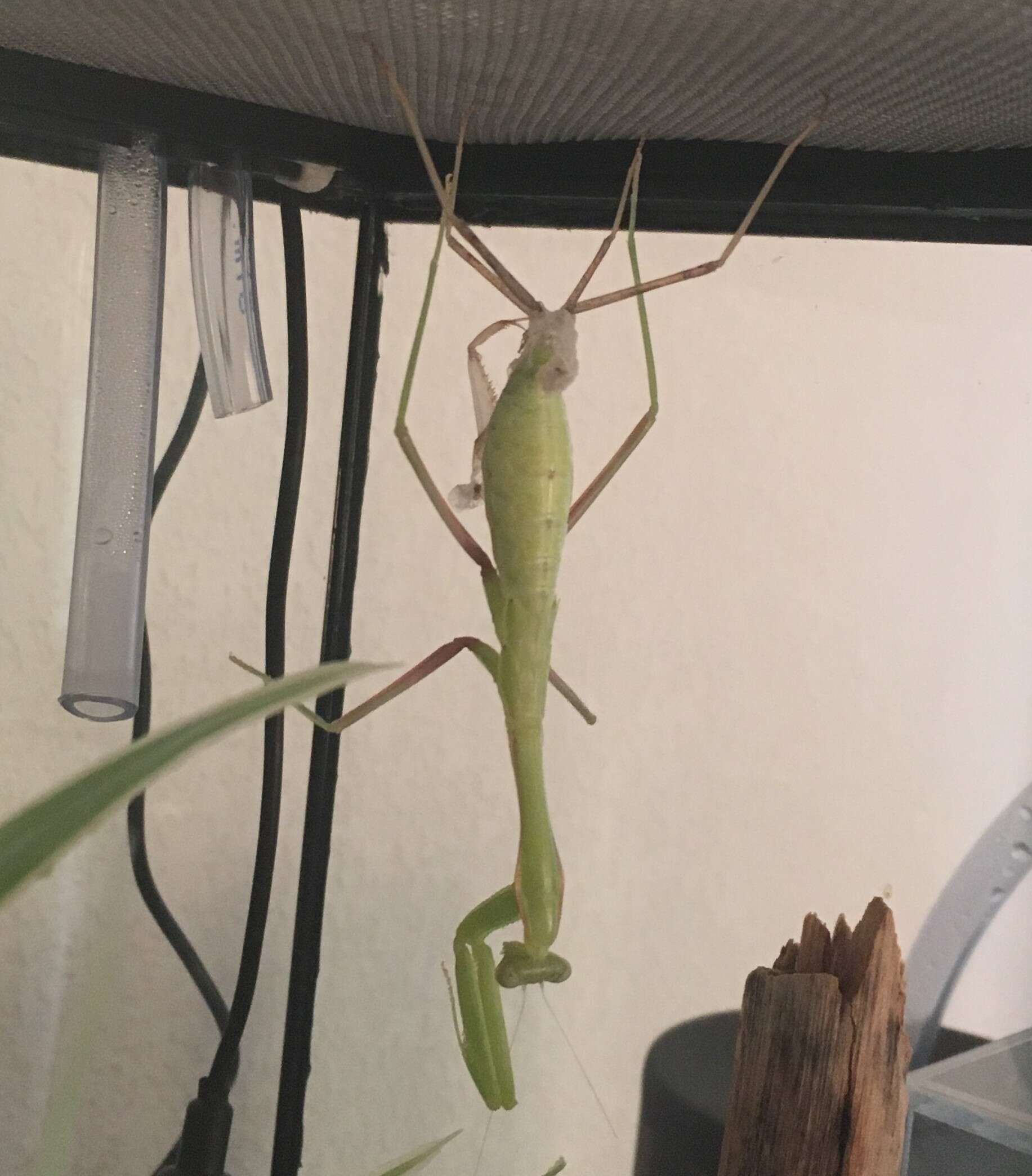 Image of African mantis