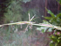 صورة Cymbopogon refractus (R. Br.) A. Camus