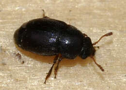 Image of Nettle Pollen Beetle