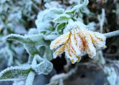 Image of pot marigold