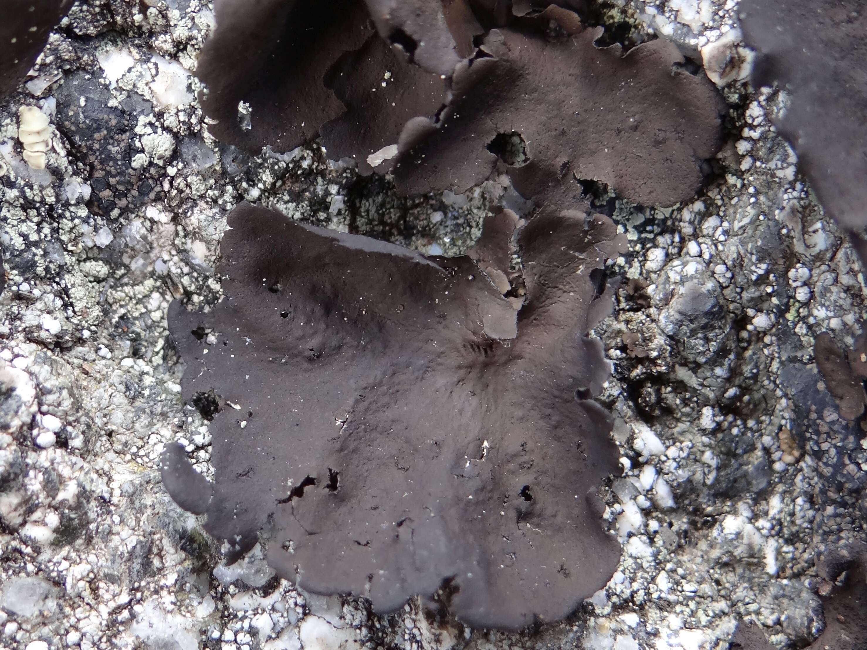 Image of Petalled Rock Tripe Lichen
