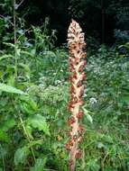 Imagem de Orobanche reticulata Wallr.