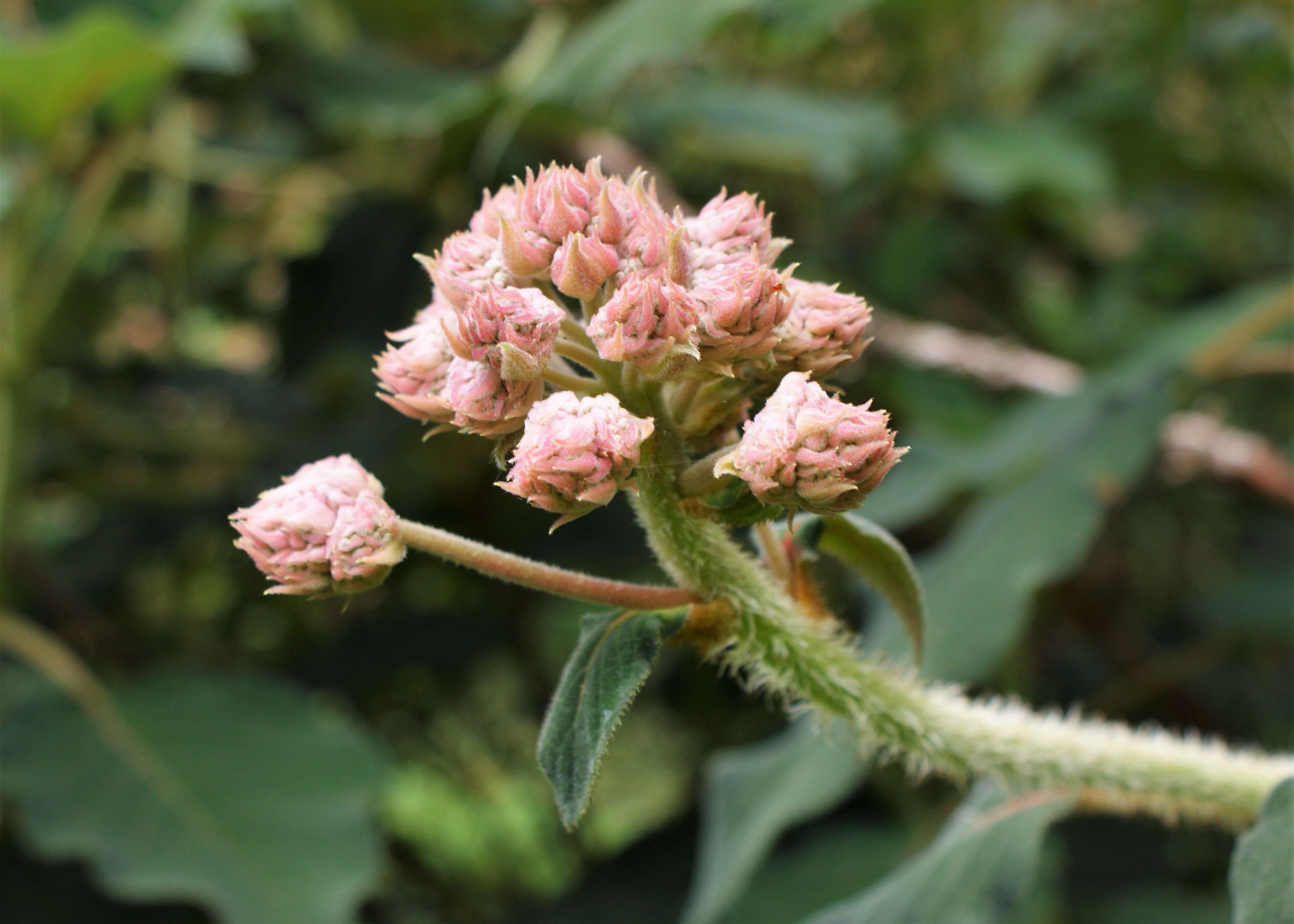 Image of Hydrangea aspera Buch.-Ham. ex D. Don