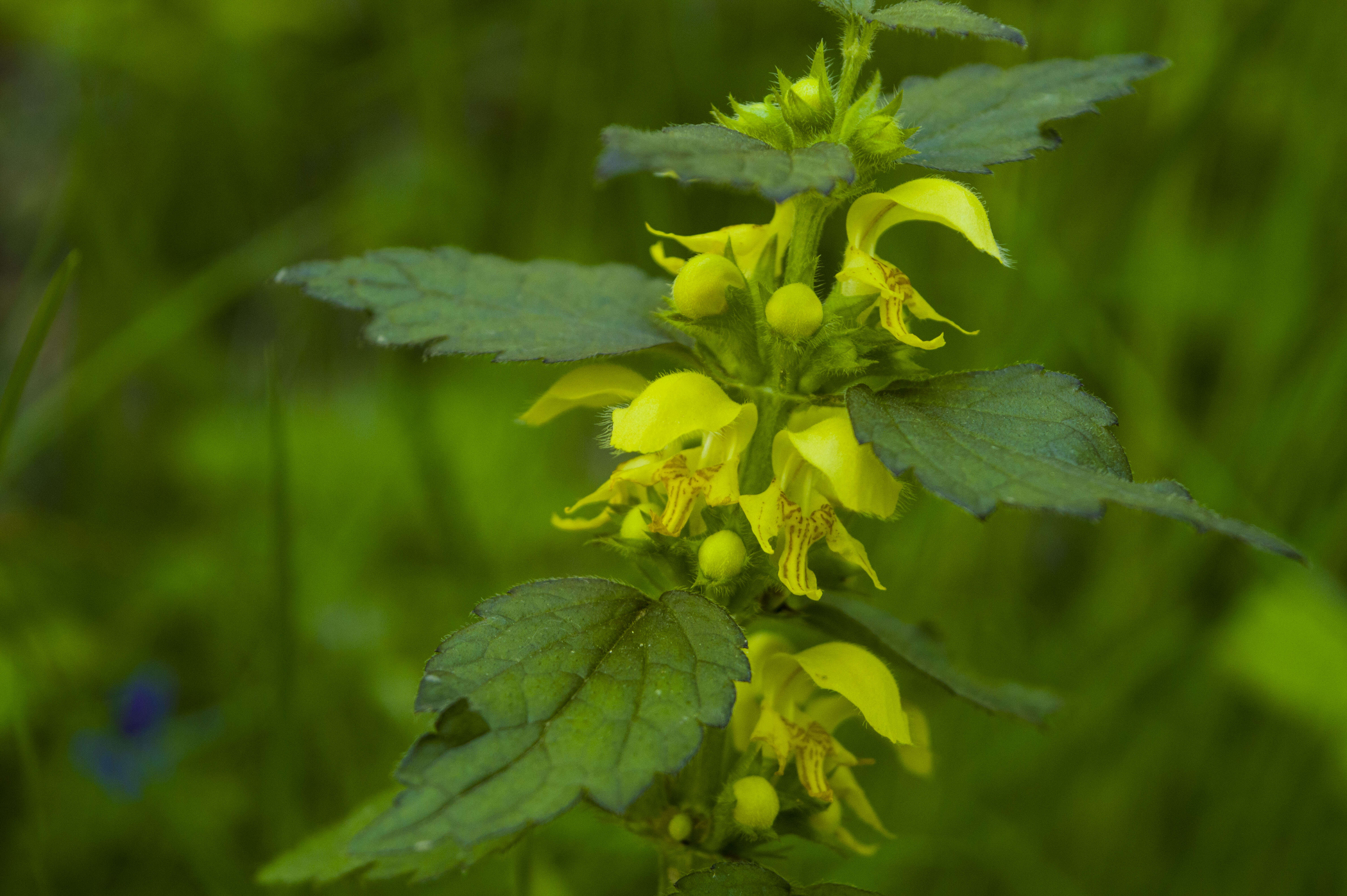 Imagem de Lamium galeobdolon (L.) L.