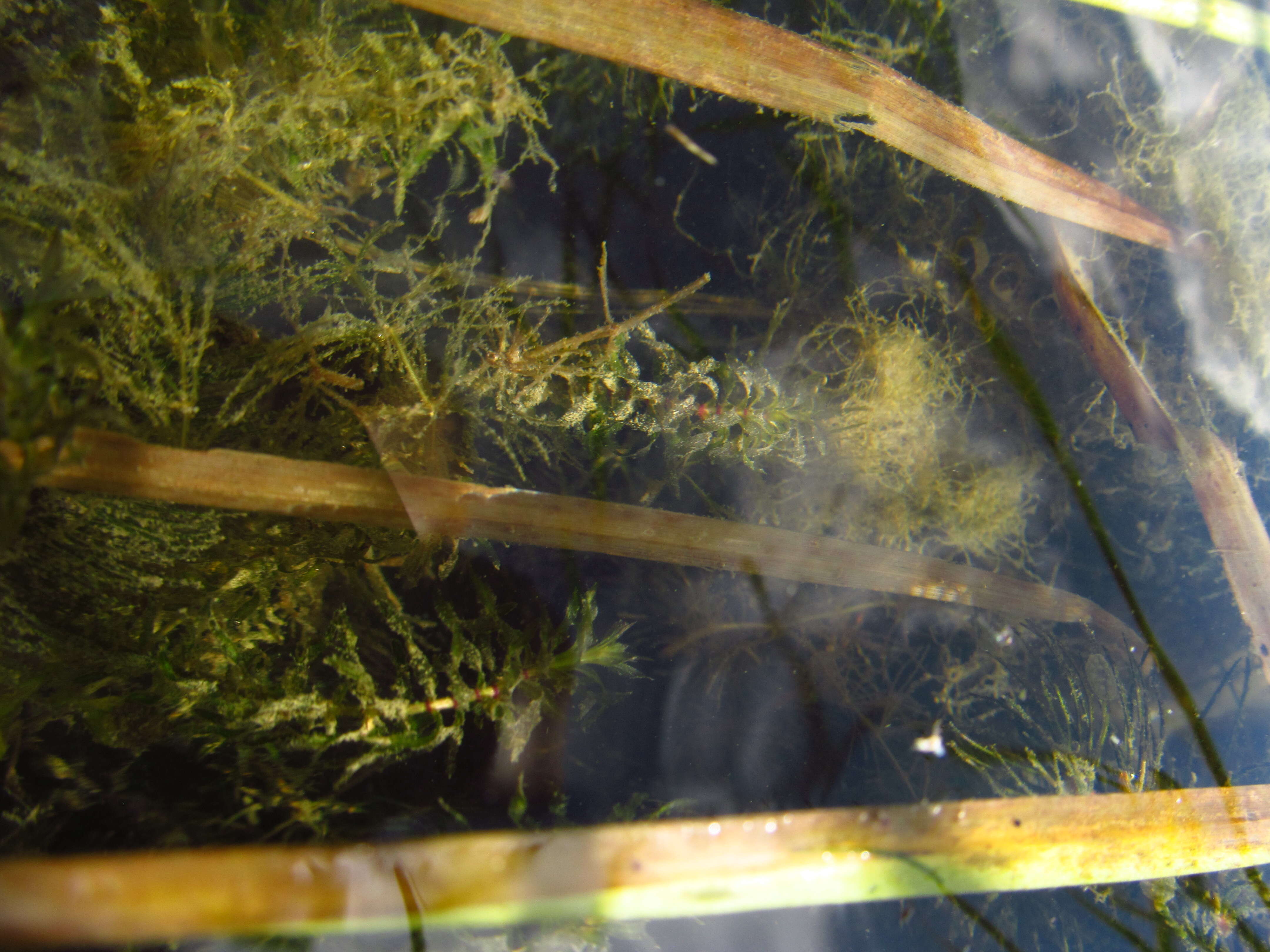 Image of western waterweed