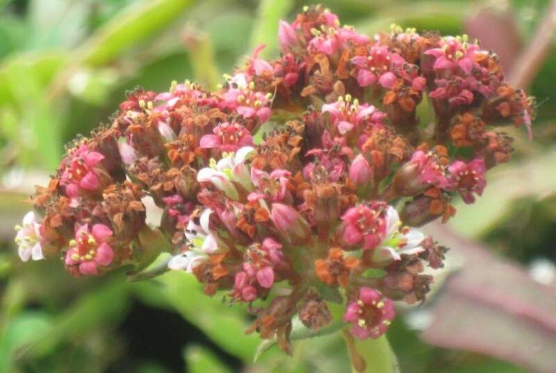 Слика од Crassula alba Forsk.